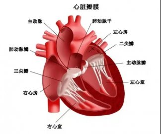 久病成醫(yī)|日照心醫(yī)專家?guī)私庑呐K瓣膜置換術后的那些事